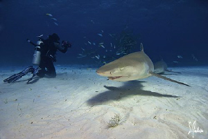 Tiger Beach provides endless photo opportunities and lots... by Steven Anderson 